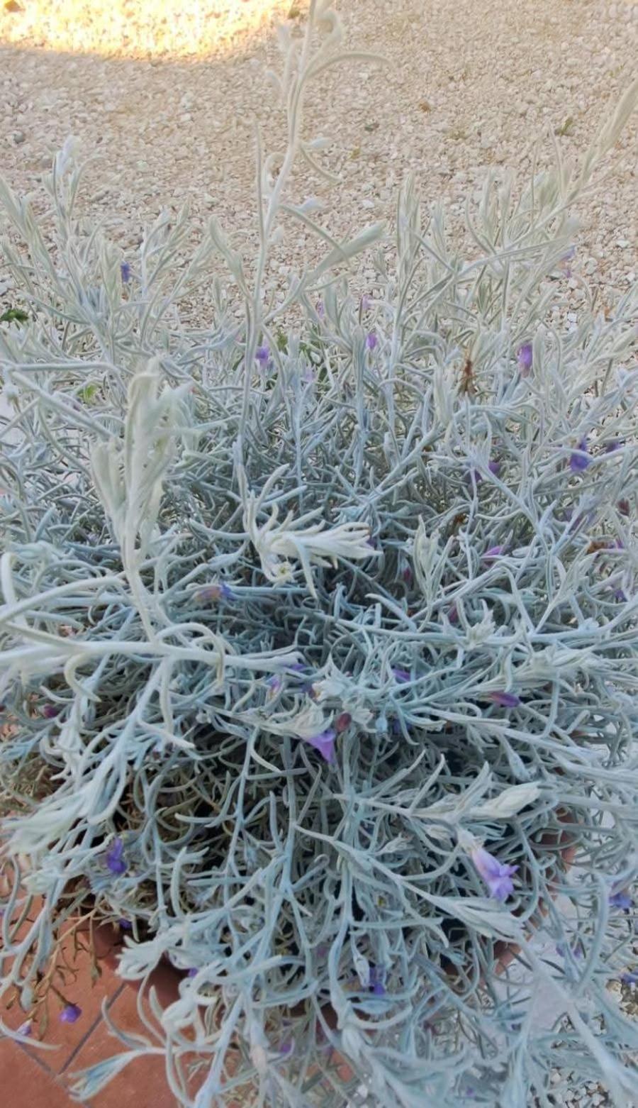 Agriturismo Maremma Amara Saturnia Zewnętrze zdjęcie