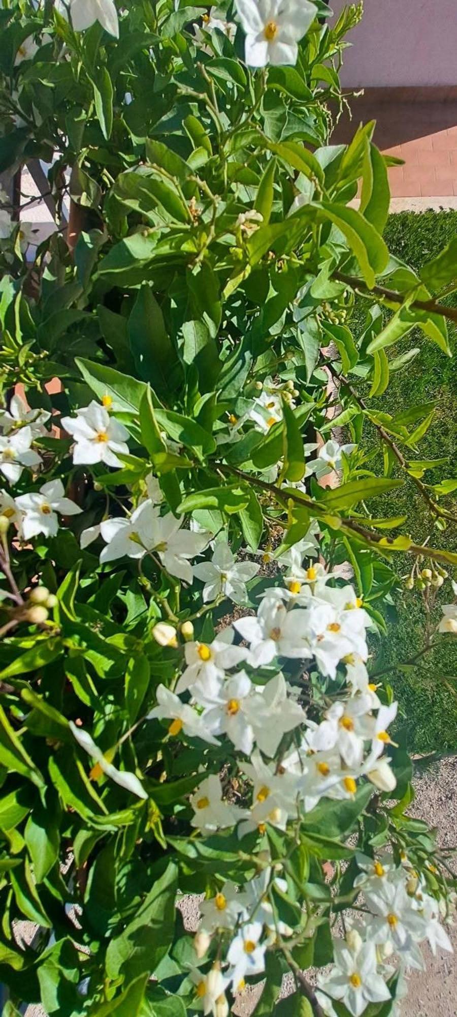 Agriturismo Maremma Amara Saturnia Zewnętrze zdjęcie
